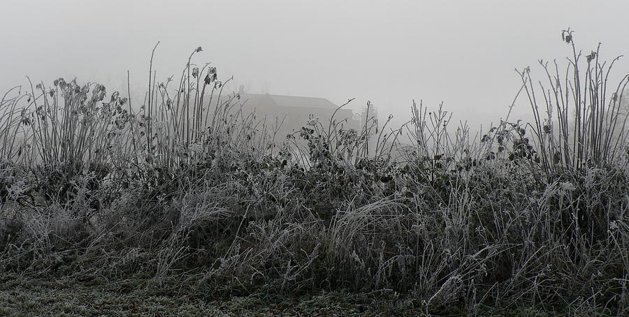 Frozen Hedgerow Photograph by Lynne Iddon | Fine Art America