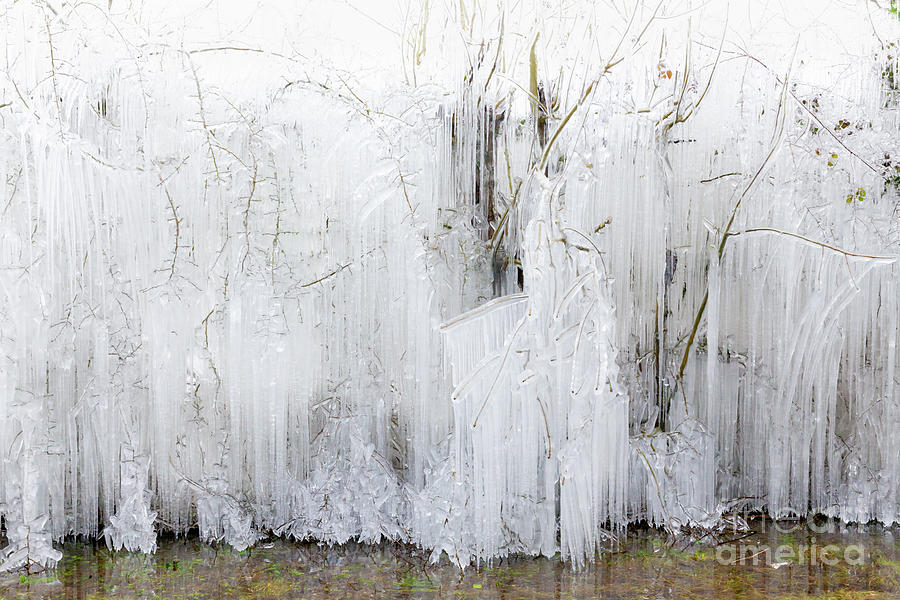 Frozen icicles covering large trees in Norfolk Photograph by Simon Bratt