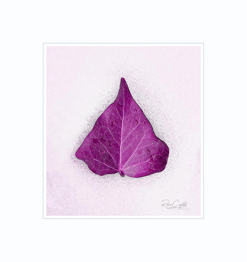 Leaf Photograph - Frozen In Place by Rene Crystal