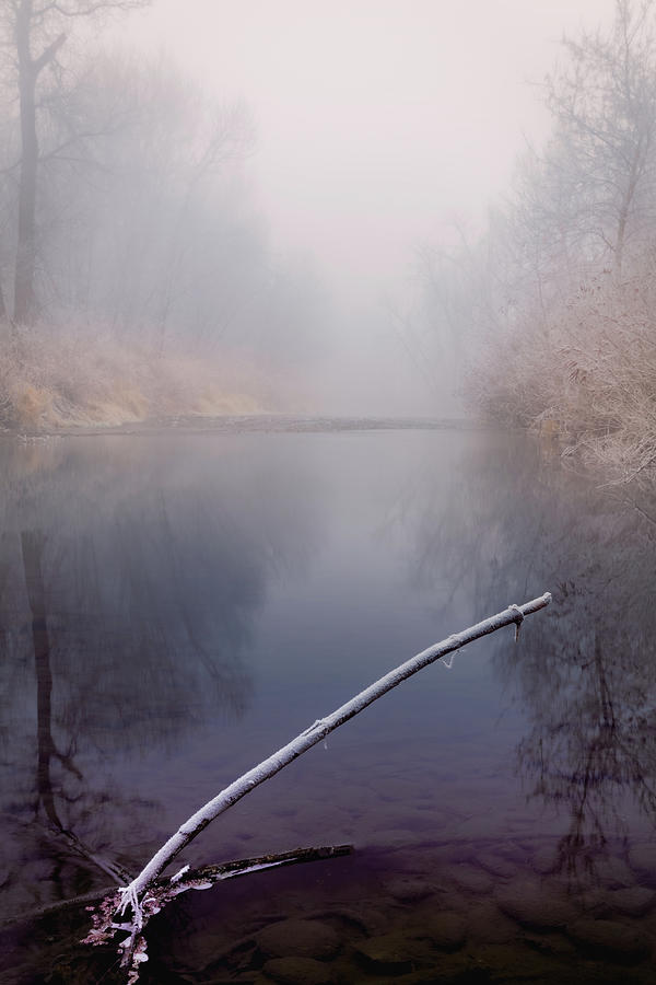 Frozen in the Fog Photograph by Lance Christiansen