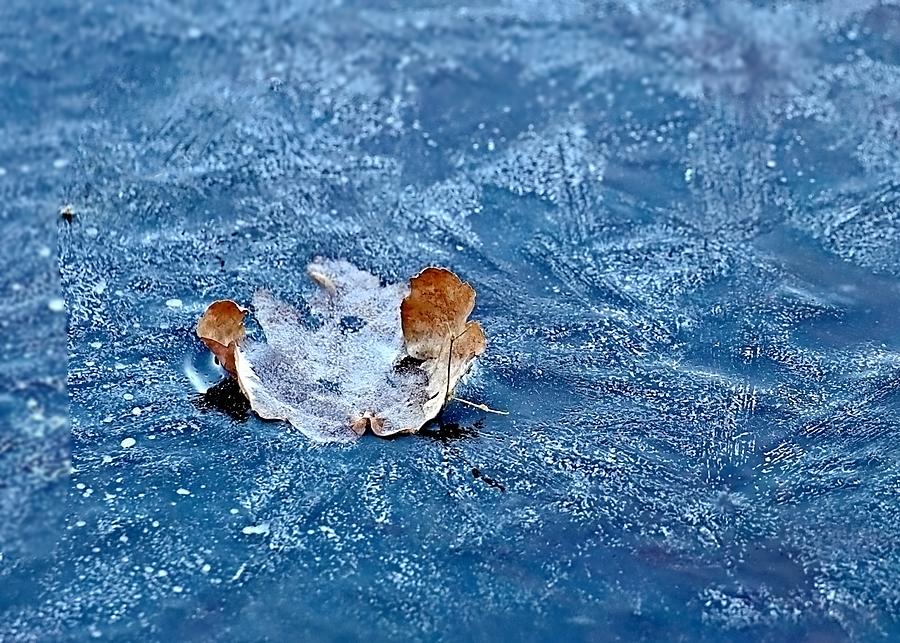 Frozen In Time Photograph by Lori Lafargue
