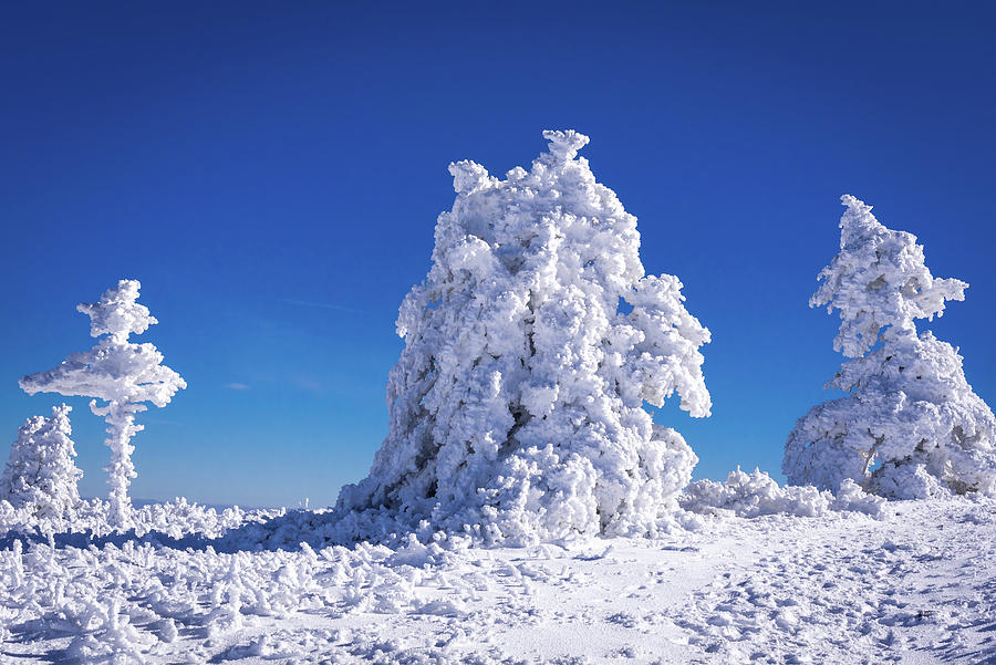 Frozen Landscape Photograph