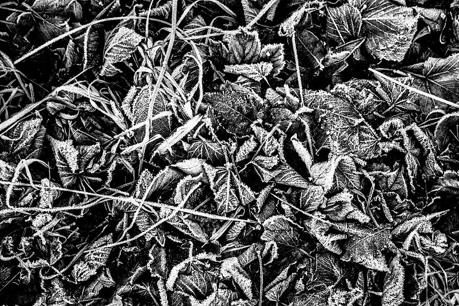 Frozen Leaves Photograph by Hakon Soreide