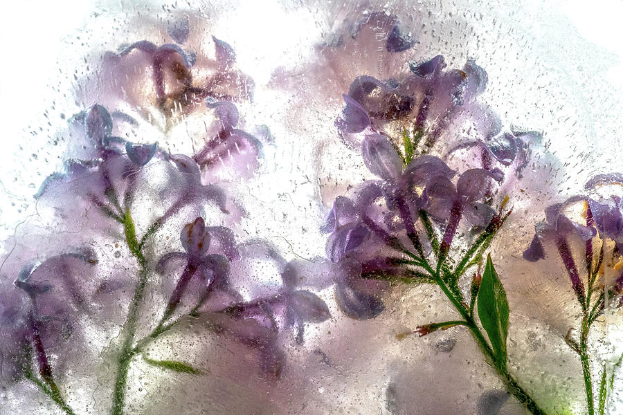 Frozen Lilacs  Photograph by Sven Brogren