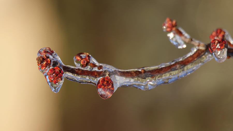 Frozen Maple Buds Photograph by Brook Burling