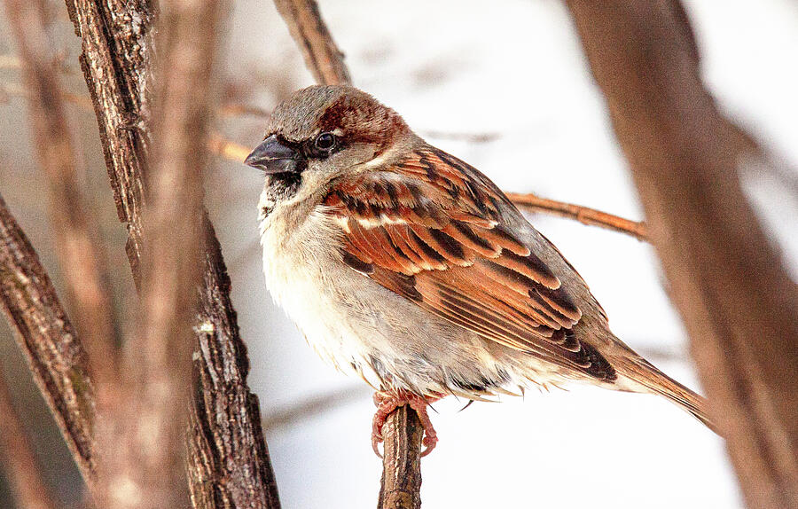 Frozen Melodies Snowy Sparrow Photograph by Lisa Arview Frozen Melodies Snowy Sparrow Photograph by Lisa Arview