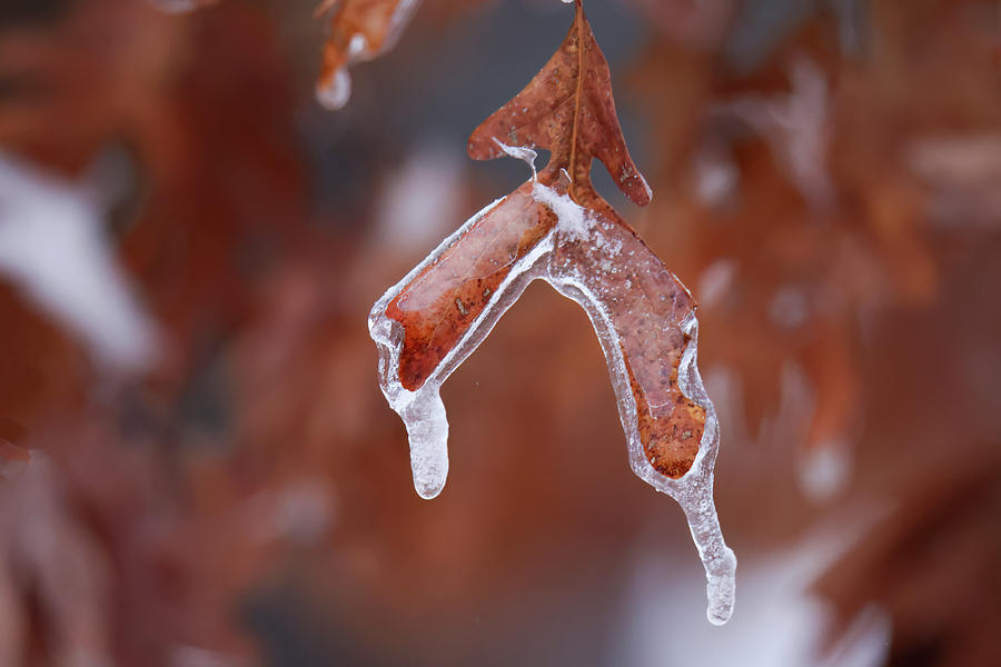 Frozen Oak Leaf Photograph by Brook Burling