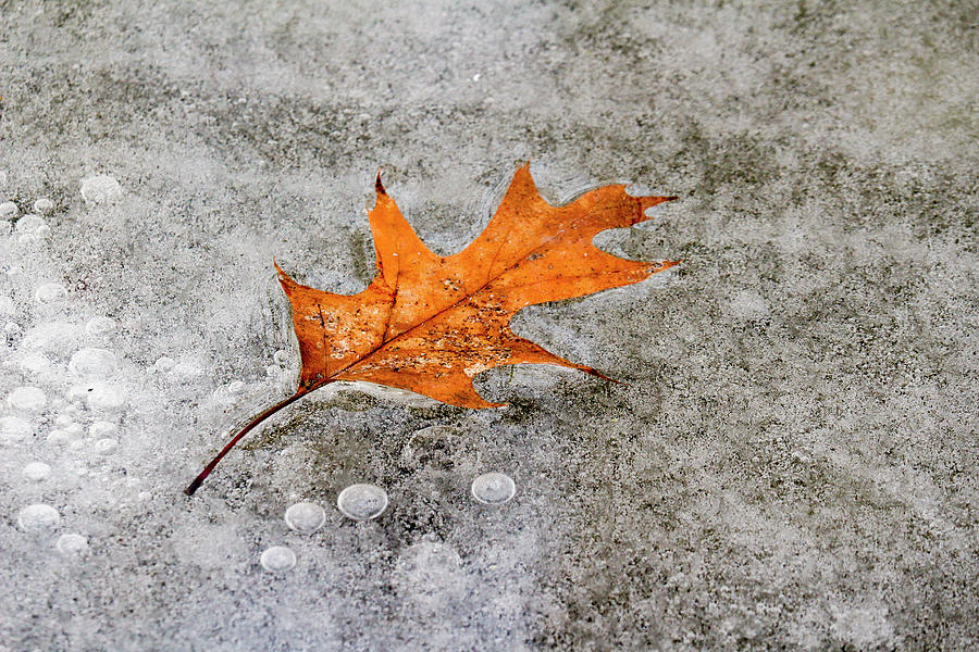 Frozen Oak Leaf Photograph by Todd Bannor