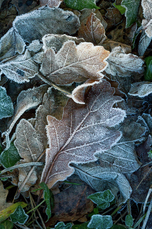 Frozen Oak Leaves Photograph by Anita Nicholson