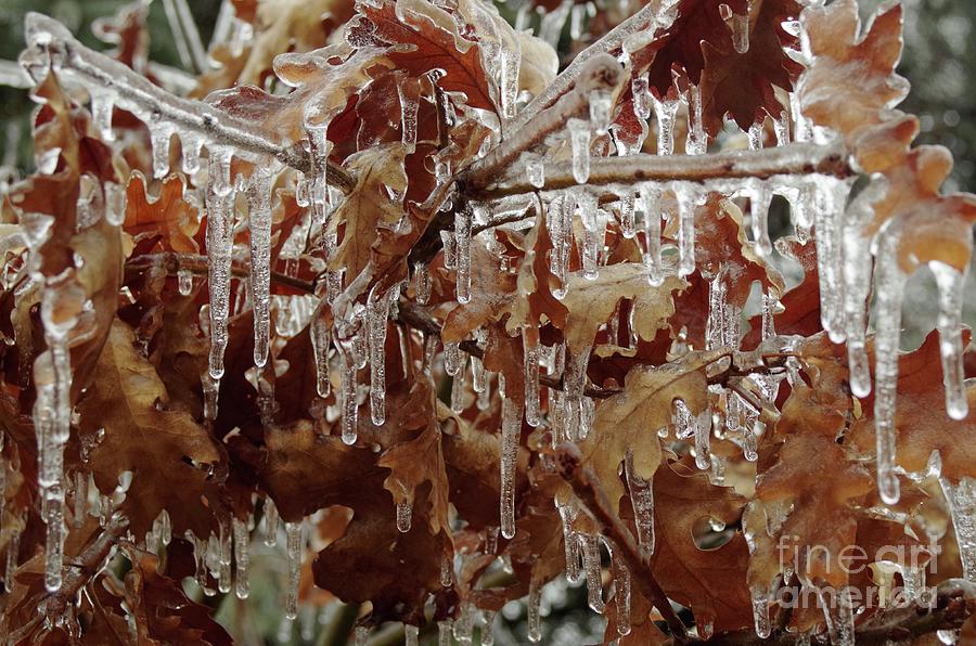 Frozen Oak Photograph by Randy Pollard