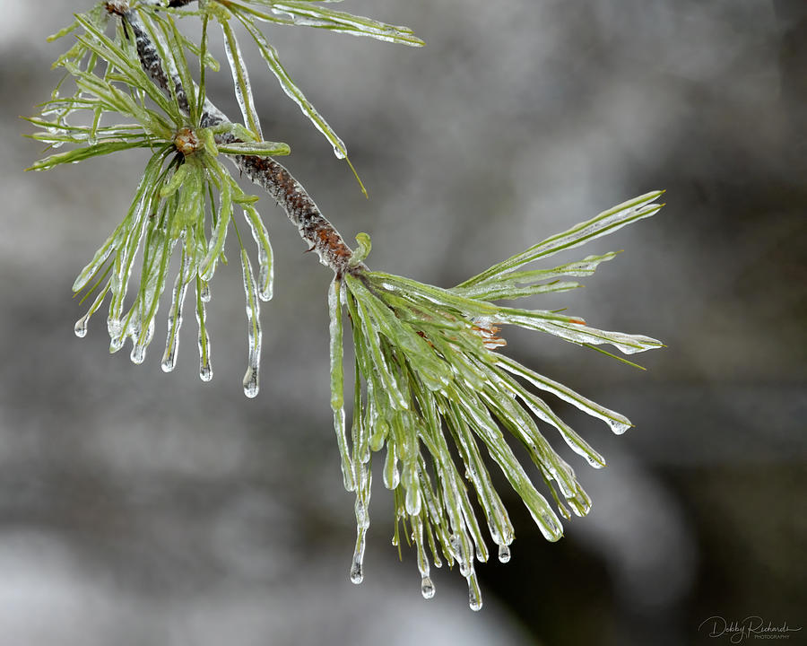 Frozen Pine Photograph by Debby Richards