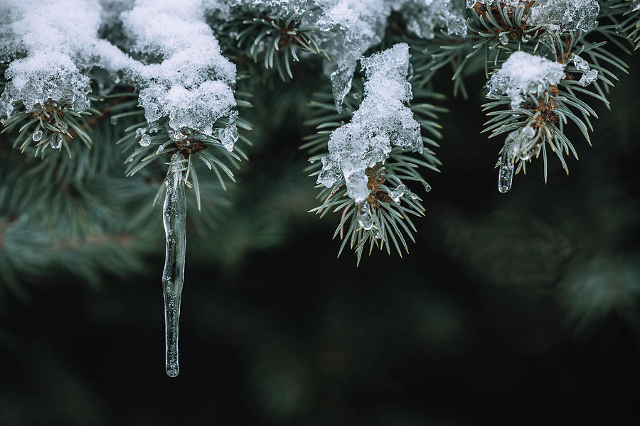 Frozen Pine Photograph by Kim Sowa