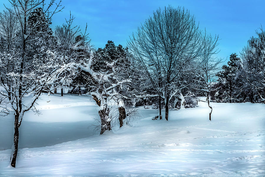 Frozen Pond Photograph by David Patterson