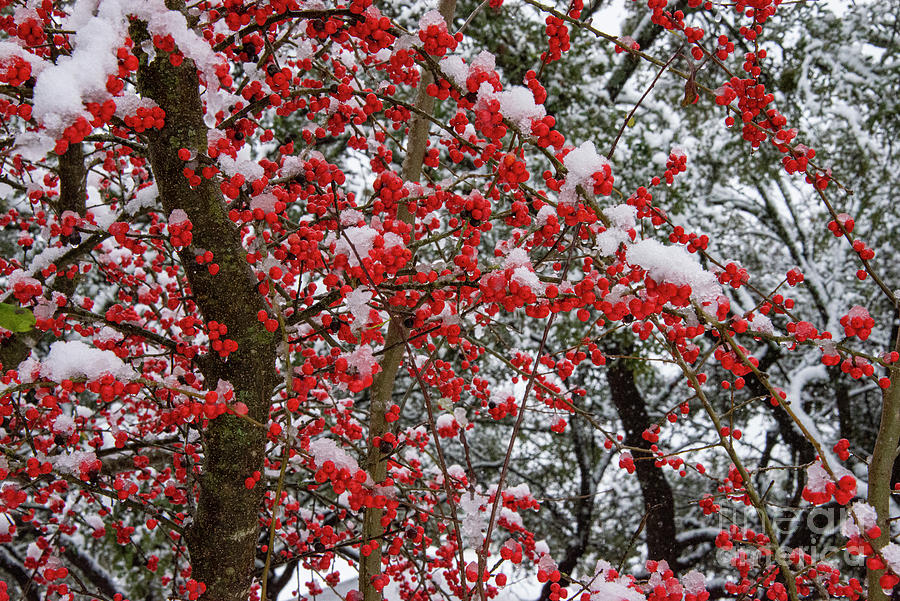 Frozen Possumhaw Berries Photograph by Bob Phillips