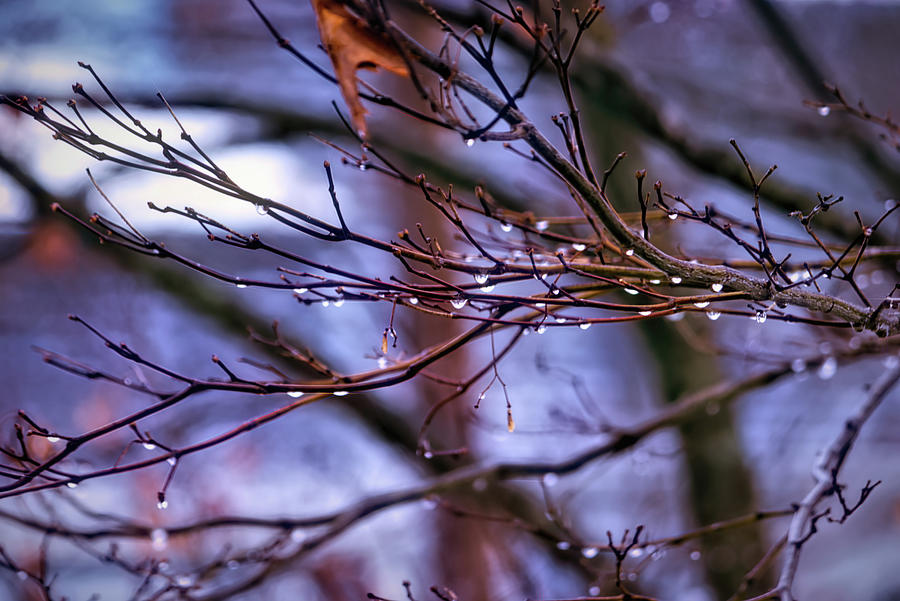 Frozen Rain Photograph by Mike Smale