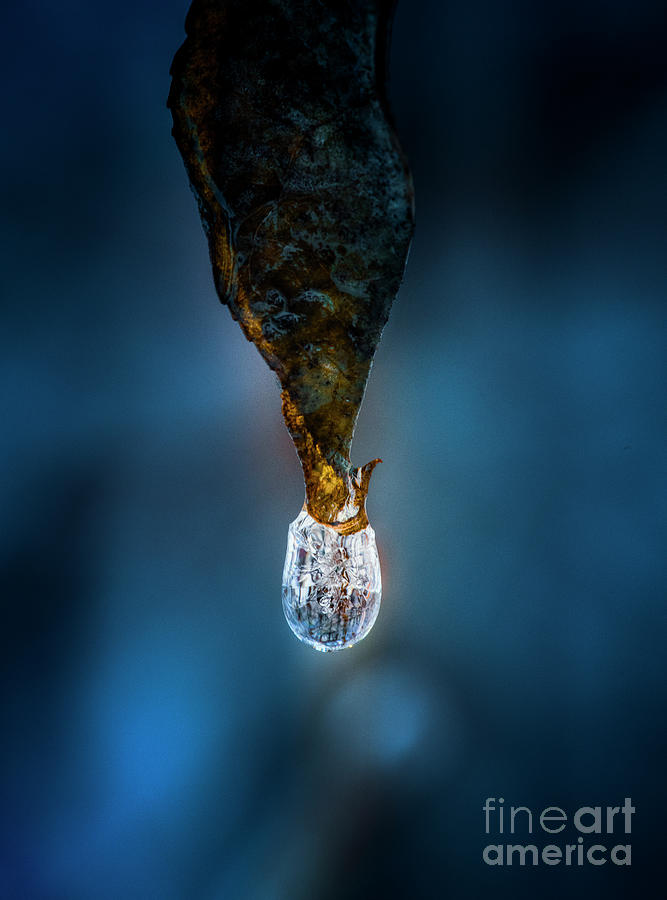 Frozen Raindrop on leaf WI10250 Photograph by Mark Graf