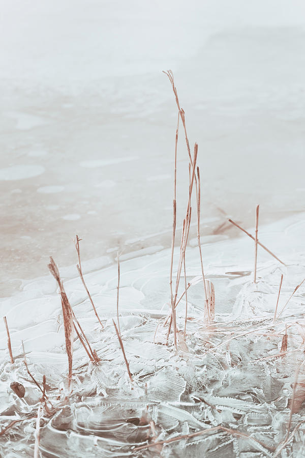 Frozen Reeds Photograph