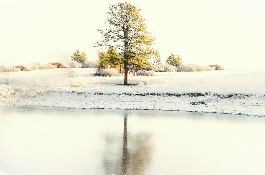 Tree Photograph - Frozen Reflections  by Colorado Still Magnolia- Kim Parker