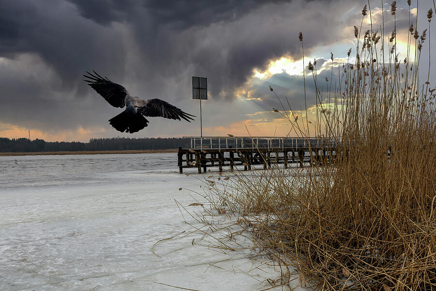 Frozen River And Flying Crow Jurmala   Photograph by Aleksandrs Drozdovs