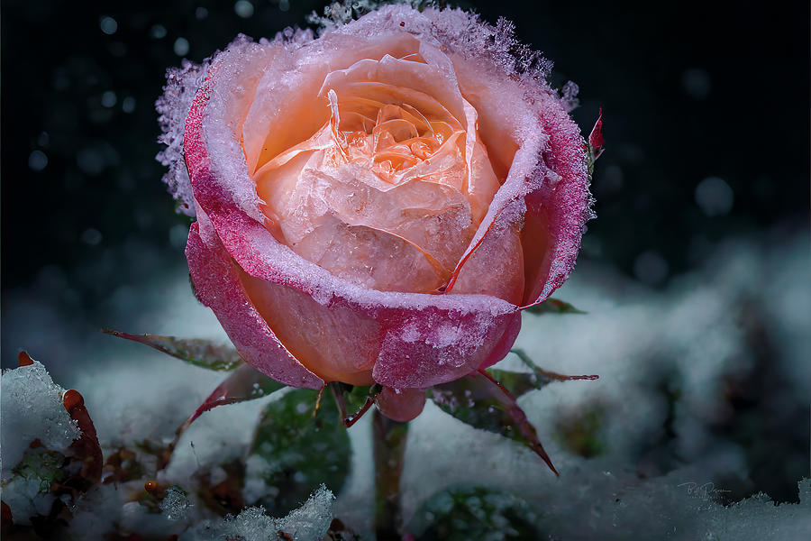Winter Photograph - Frozen Rose by Bill Posner