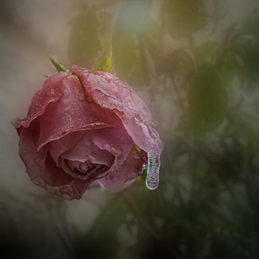 Frozen Rose Photograph by Cheri Freeman