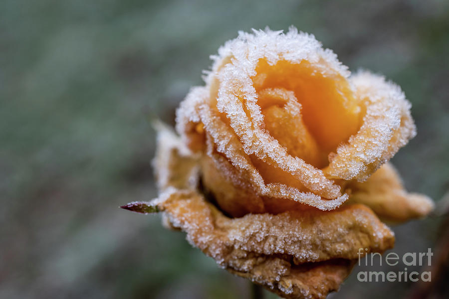 Nature Photograph - Frozen Rose by Eva Lechner