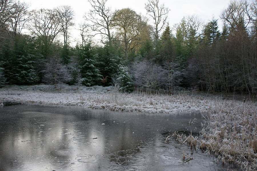 Nature Photograph - Frozen Secret Pond by Alternative Perspectives