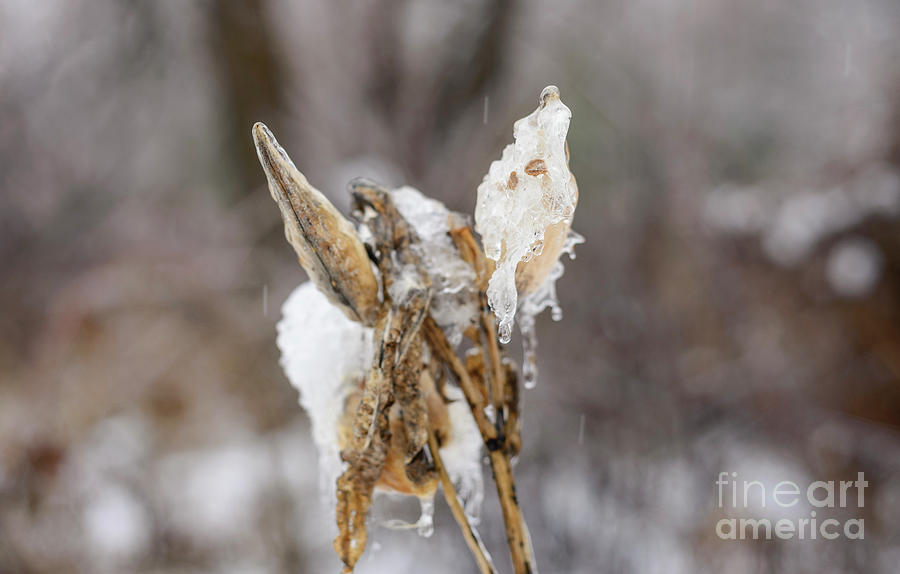 Frozen Seed Pod Photograph by Alana Ranney