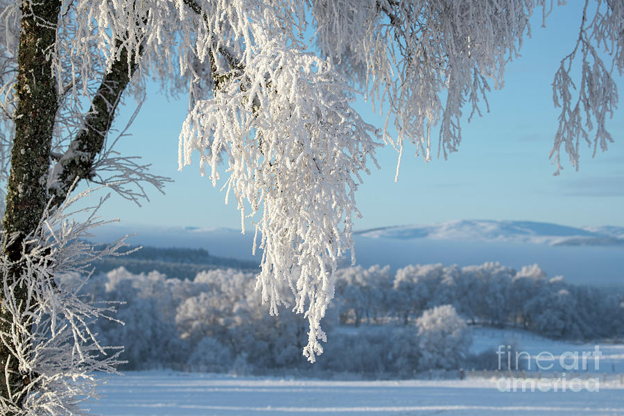 Frozen Snow and Ice Covered Silver Birch Tree Photograph by Tim Gainey