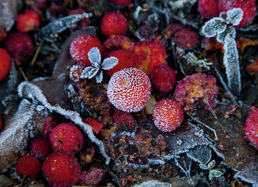 Winter Photograph - Frozen Strawberry Trees by Carlos Arenas Ruiz