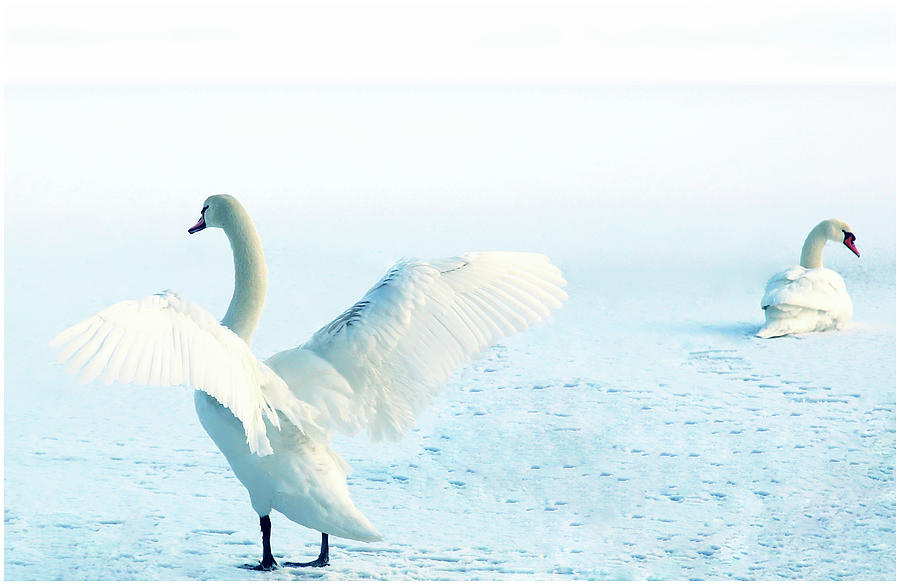 Berlin Photograph - Frozen Swan Lake by Angelika Vogel