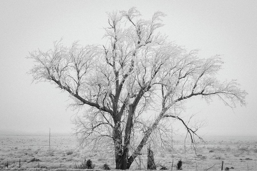 Frozen Texas Photograph by Joe Kopp