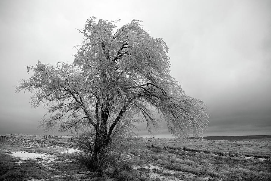 Frozen Tree-Black and White Photograph by Steve Templeton