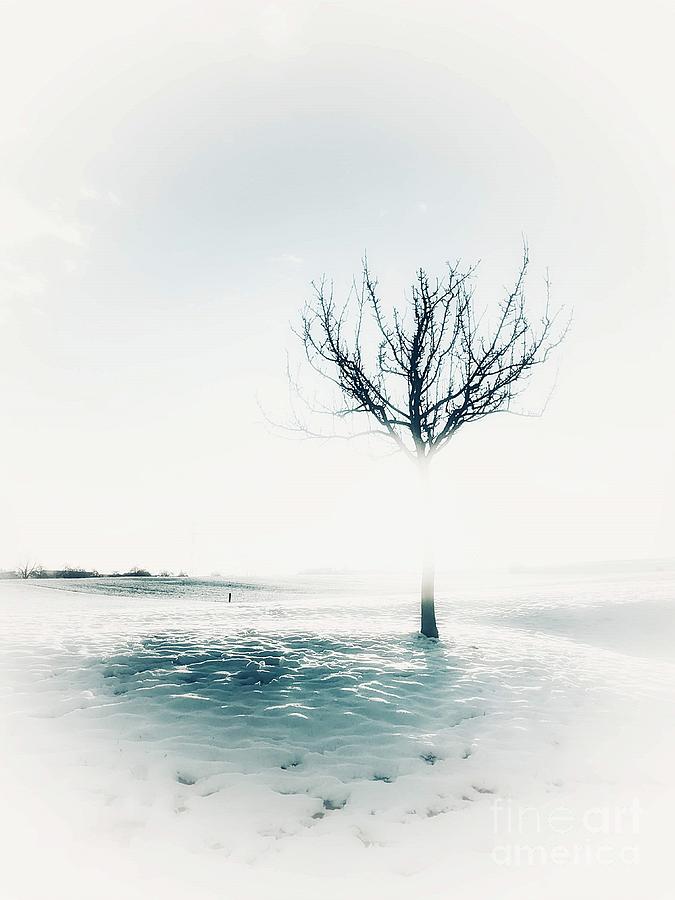 Frozen Tree Photograph by Claudia Zahnd-Prezioso