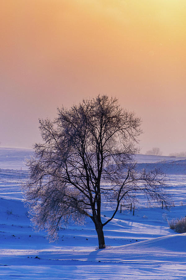 Frozen Tree Photograph by Flowstate Photography