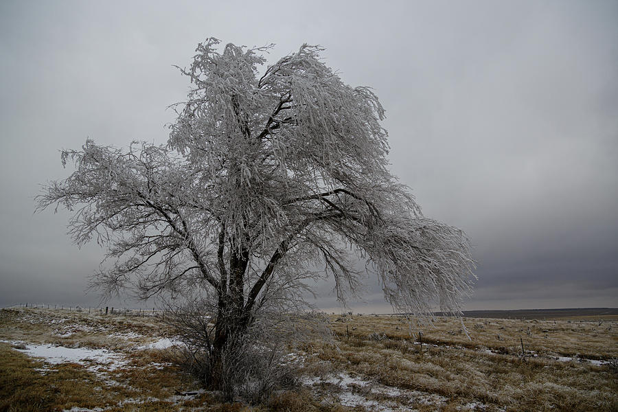 Frozen Tree Photograph by Steve Templeton