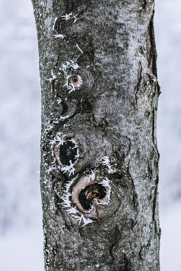Frozen Tree Trunk Photograph by Kim Sowa