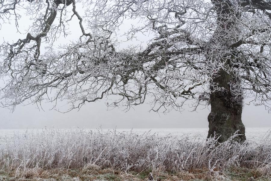 Frozen Tree, Westonbirt Arboretum, England, UK Photograph by Sarah Howard