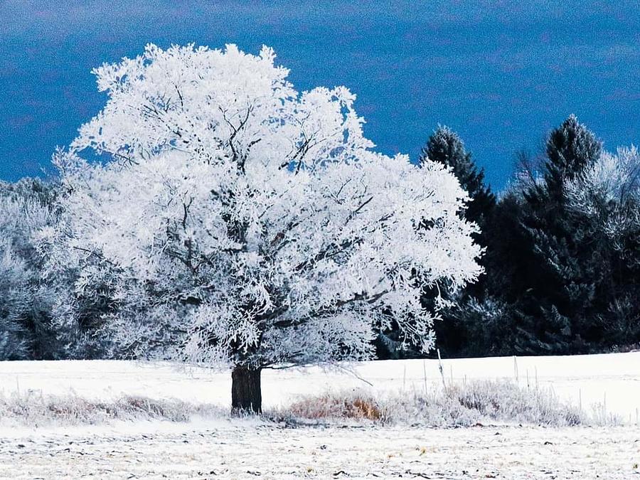 Frozen Tree Photograph by Windshield Photography