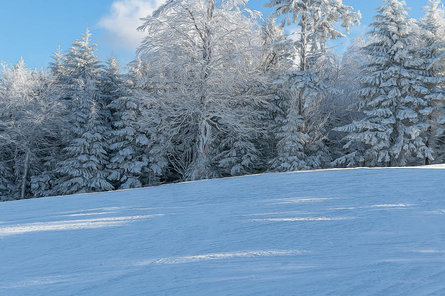 Frozen trees along the ski trail artistic Photograph by Dan Friend