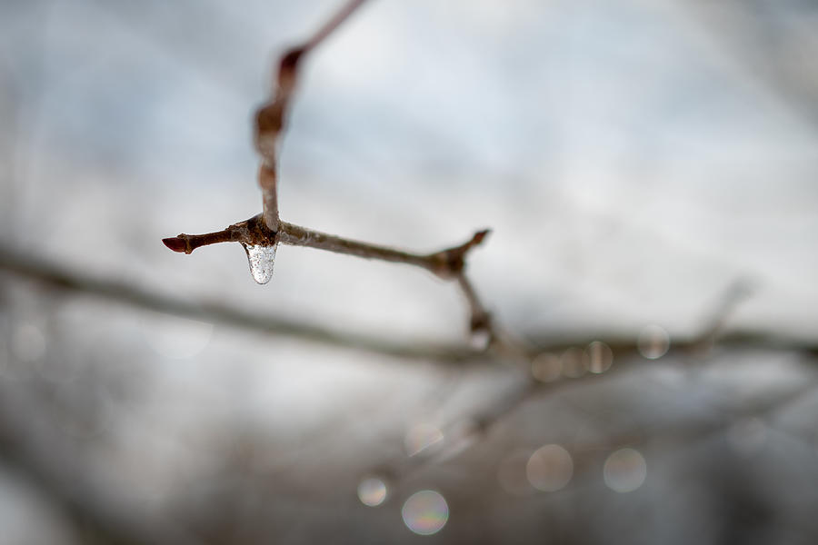 Frozen Twig Photograph by Evan Foster