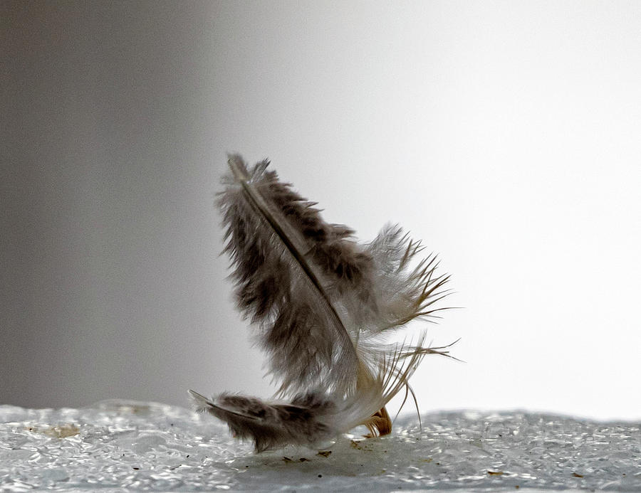 Frozen Upright Feather  Photograph by Betty Pauwels
