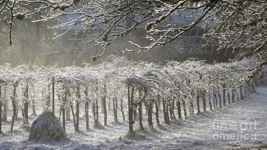 Frozen Vines Photograph by Linda Vanoudenhaegen