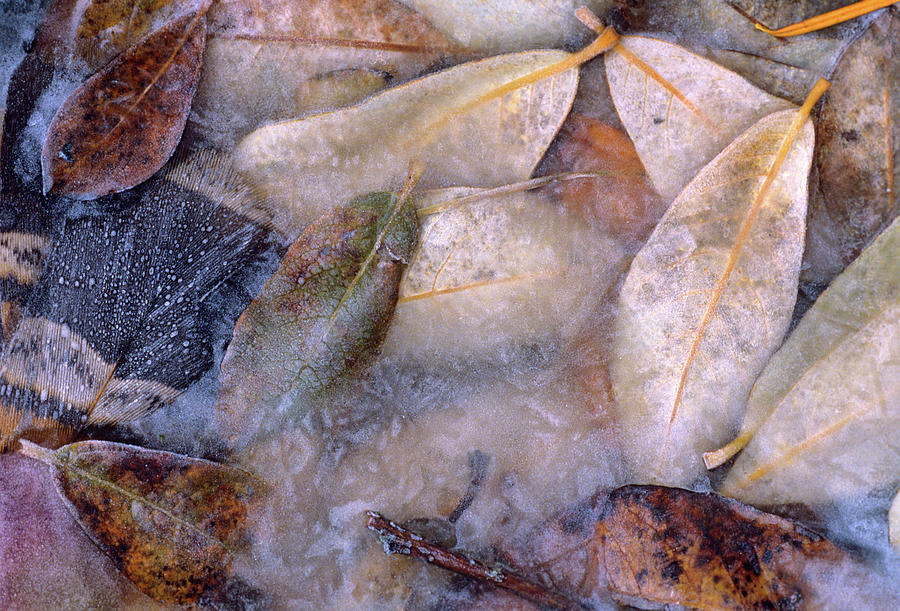 Nature Photograph - Frozen Willow Leaves and Grouse Feather by Tim Fitzharris