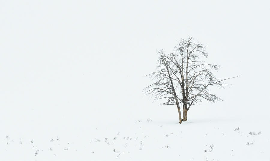 Frozen winter in Hayden Valley Photograph by Carol Akins - Fine Art America