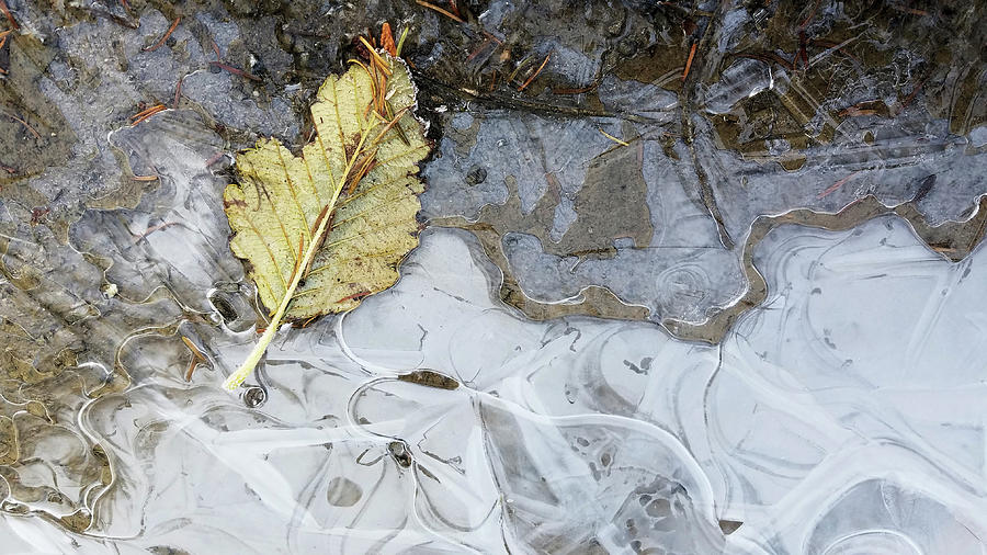 Frozen with Leaf Photograph by Adria Trail