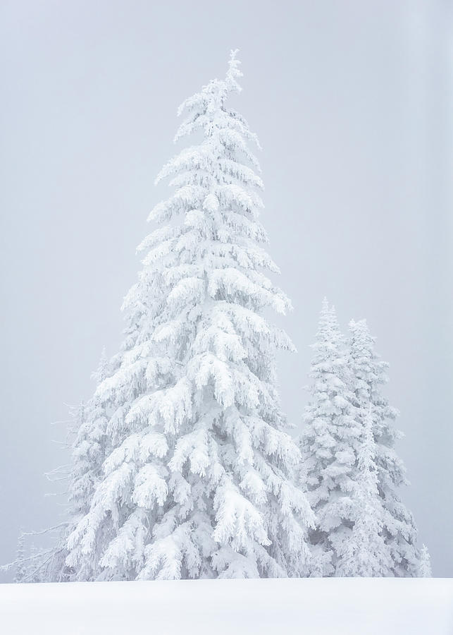 Frozen Wonderland Photograph by Stephen Stookey