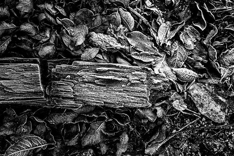 Frozen Wood and Leaves Photograph by Hakon Soreide