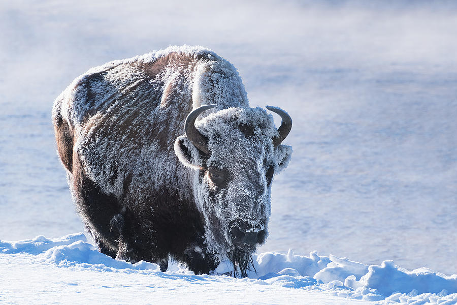 Frozen Bison Photograph by Linda Villers