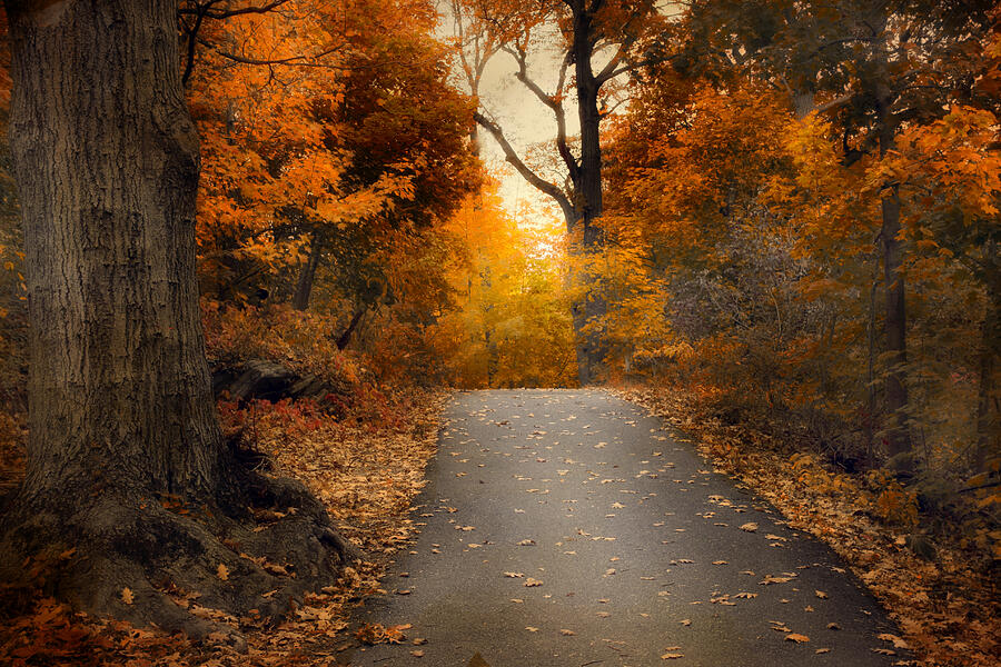 Woodland Autumn Passage  Photograph by Jessica Jenney